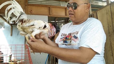 pagtatari ng manok tutorial|Andooytv .